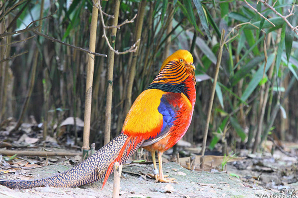 Superbes images d'oiseaux