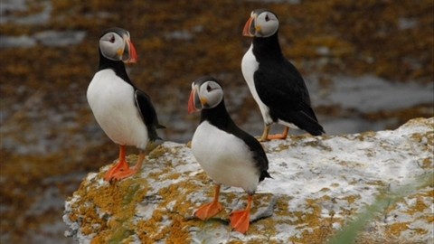 Superbes images d'oiseaux