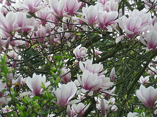 Fleurs et paysages ( printemps-été)