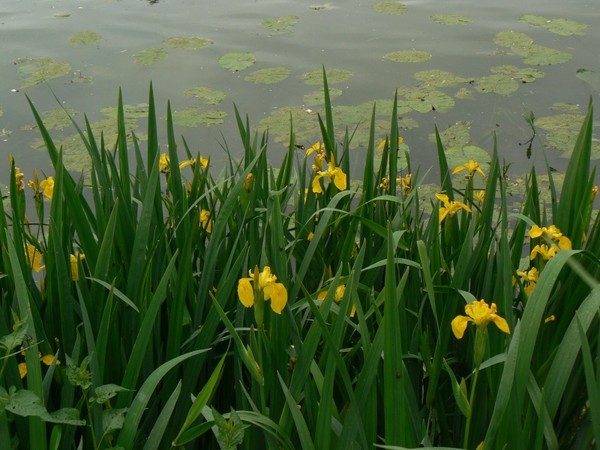 Paysages -Printemps -Eté