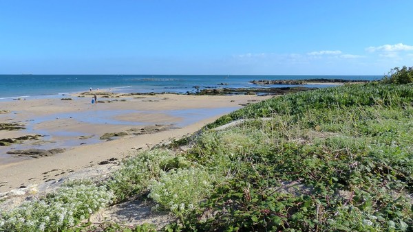 Plage de Basse Normandie (Manche)