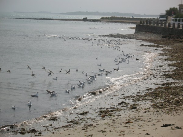 Plage de Basse Normandie (Manche)