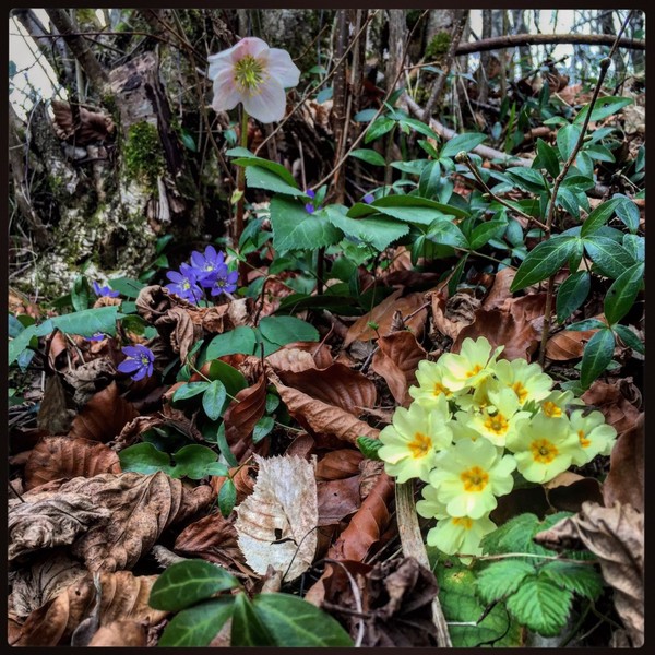 Sous bois au printemps