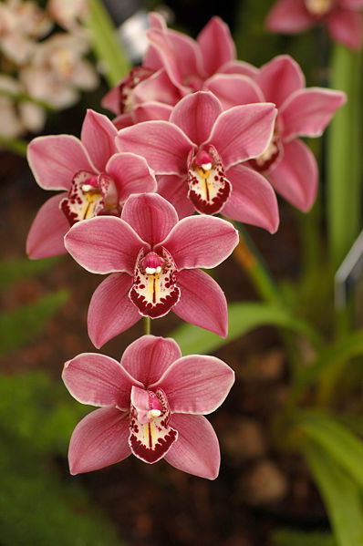 Fleurs d' Orchidées