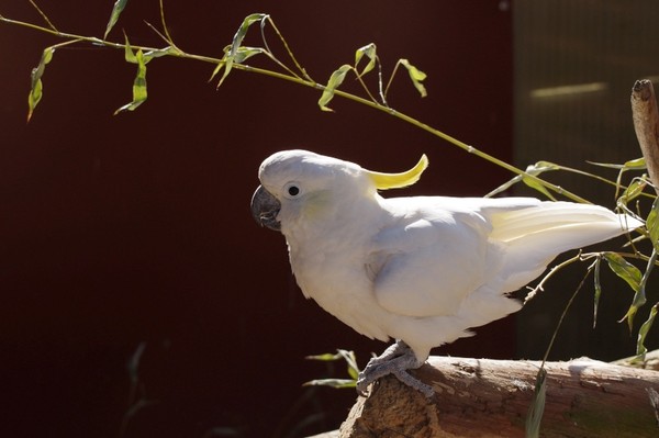 Superbes images d'oiseaux