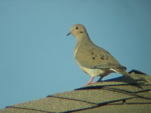 Superbes images d'oiseaux