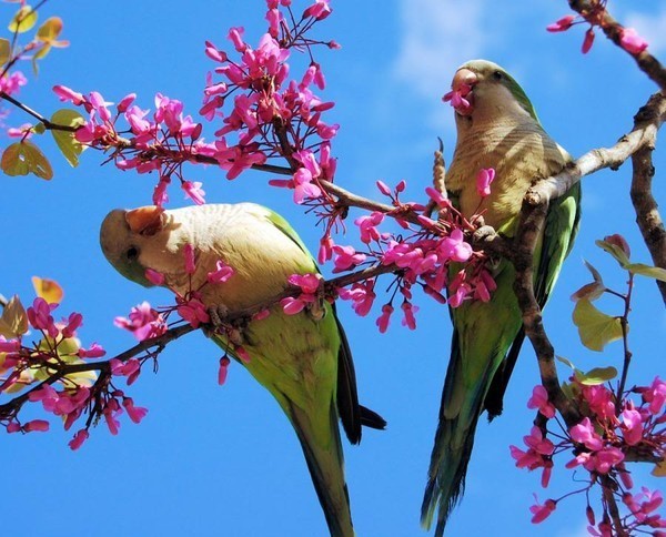 Superbes images d'oiseaux