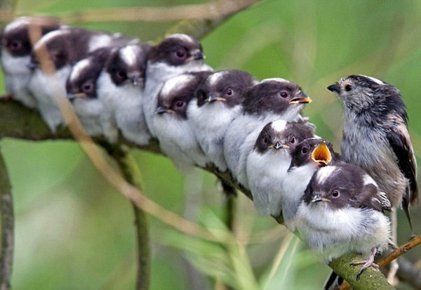 Superbe image d'oiseaux