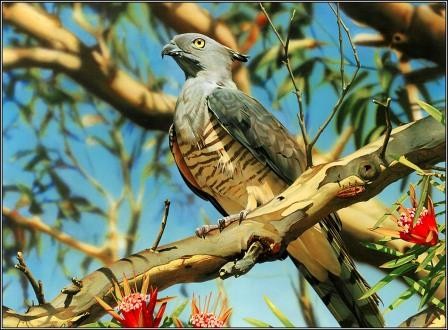 Oiseaux de Ego Guiotto