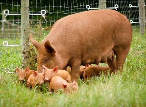 Belle famille