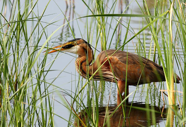 Superbes images d'oiseaux