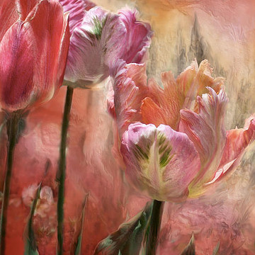 Fleurs de Carol Cavalaris