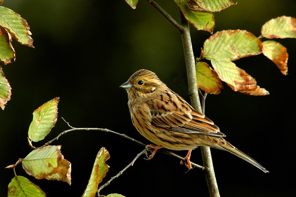 Superbes images d'oiseaux