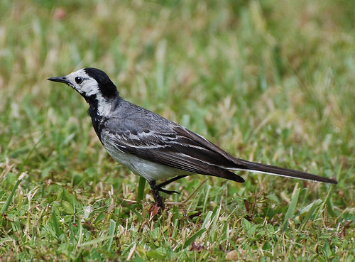 Superbes images d'oiseaux