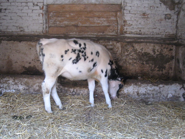 La ferme d'Antan - Creuse(2011)