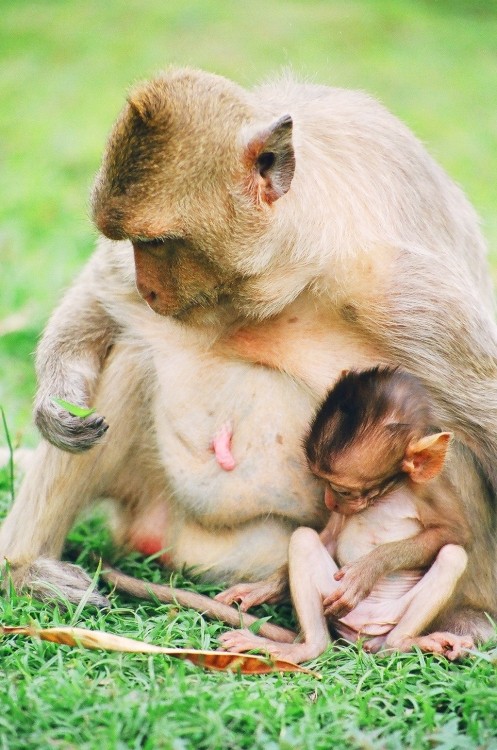 Belle famille