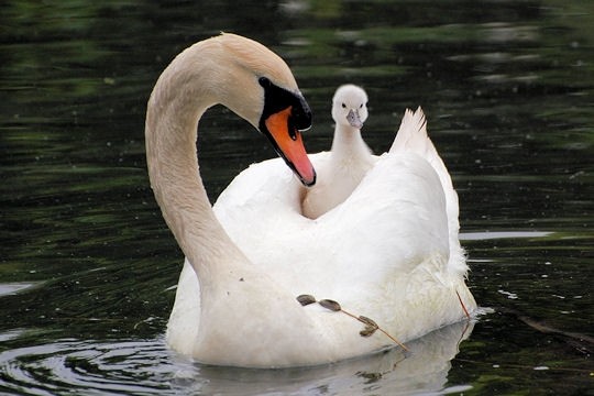 Superbes images d'oiseaux