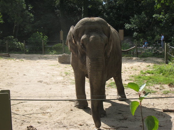 Zoo d'Amiens -2012