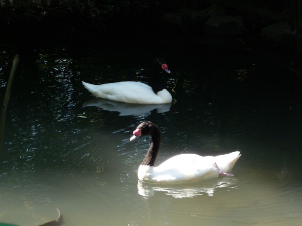 Zoo d'Amiens -2012