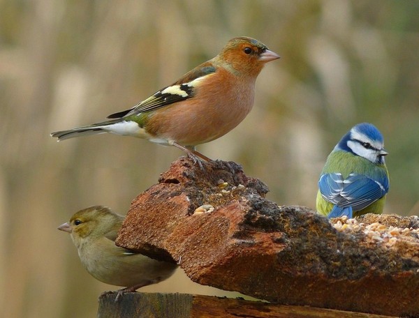 Superbes images d'oiseaux