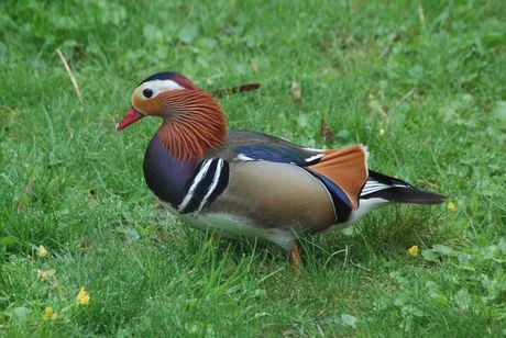 Superbes images d'oiseaux