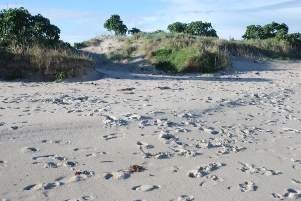 Plage de Basse Normandie (Manche)