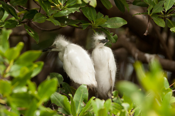 Superbe image d'oiseaux