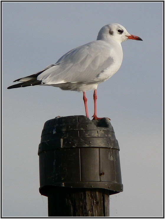 Superbes images d'oiseaux