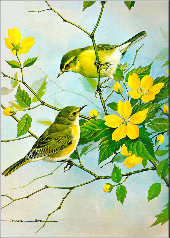 Superbes peintures d'oiseaux