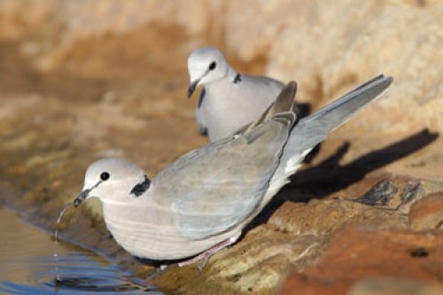 Superbes images d'oiseaux