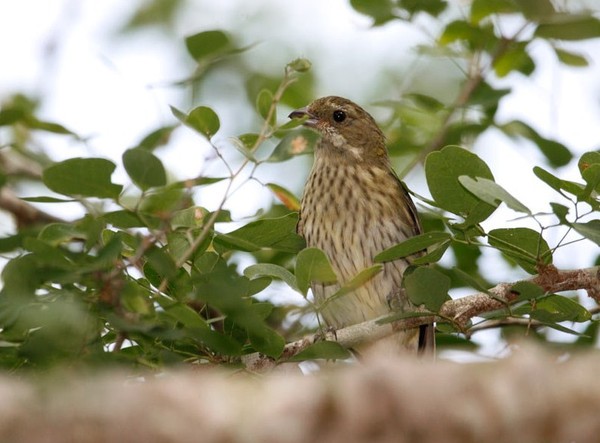 Superbes images d'oiseaux