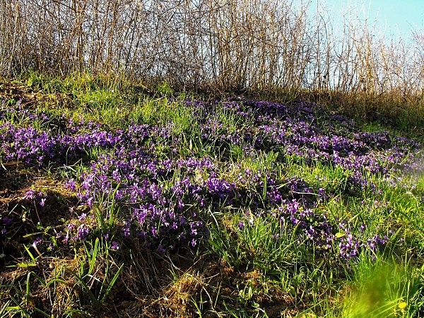 Paysages -Printemps -Eté