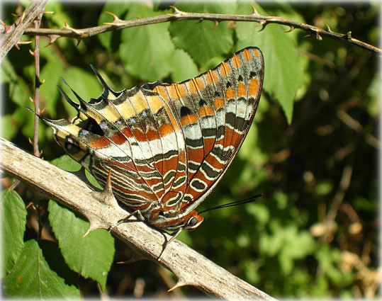 Superbes papillons