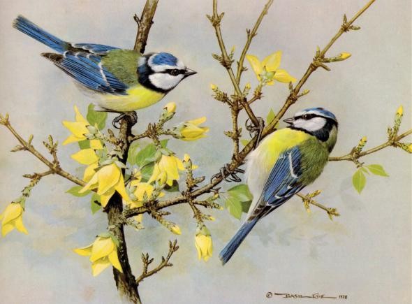 Superbes peintures d'oiseaux