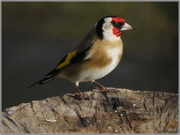 Superbes images d'oiseaux