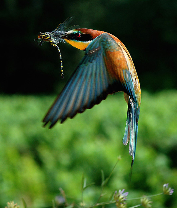 Superbes images d'oiseaux