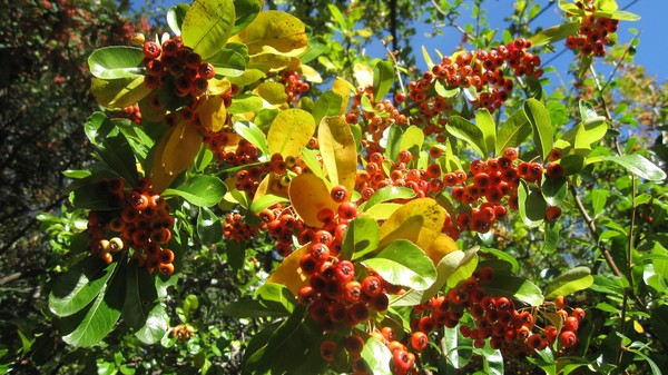 Couleurs et parfums d'Automne