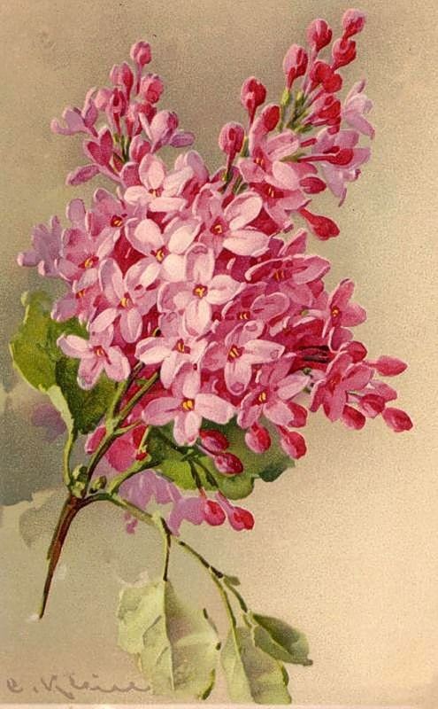 Fleurs de Catherine Klein