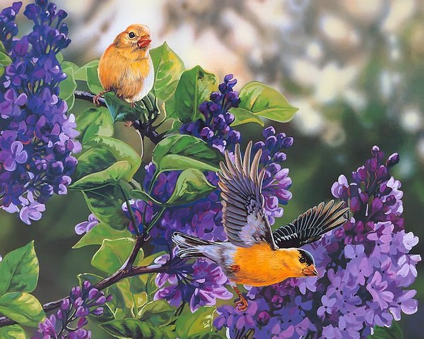 Superbes peintures d'oiseaux