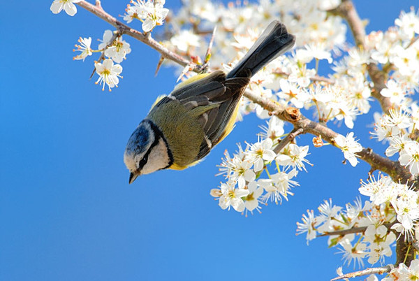 Superbes images d'oiseaux