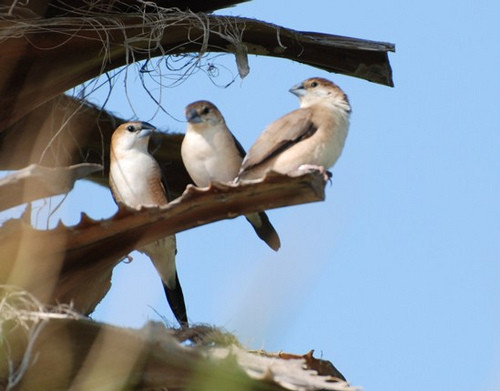 Superbes images d'oiseaux