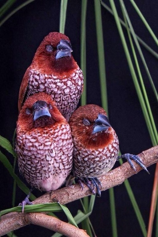 Superbe image d'oiseaux
