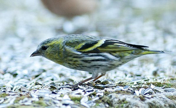 Superbes images d'oiseaux