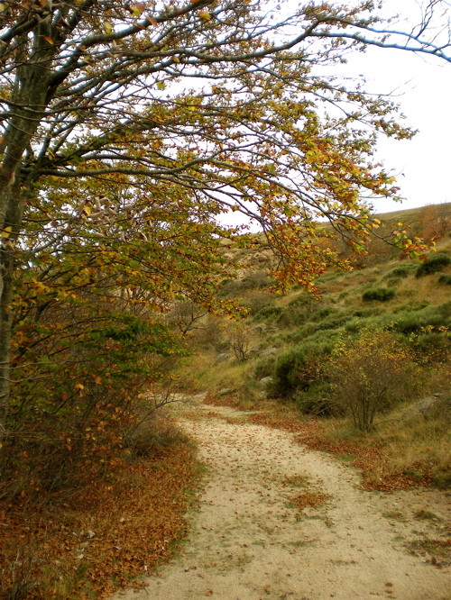 Paysage d'automne