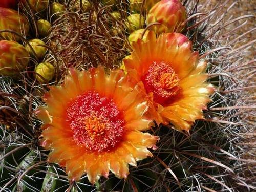 Fleurs de Cactus