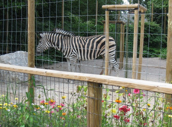 Zoo d'Amiens -2012