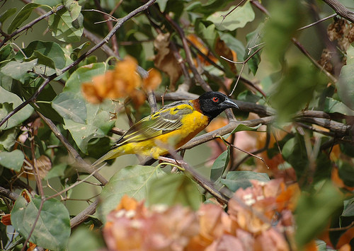 Superbes images d'oiseaux