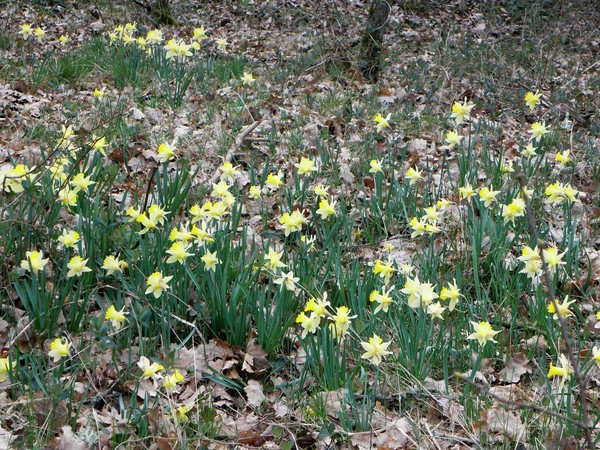 Paysages -Printemps -Eté