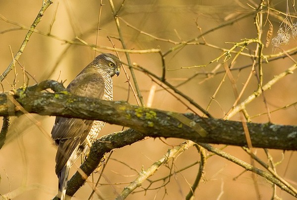 Superbes images d'oiseaux