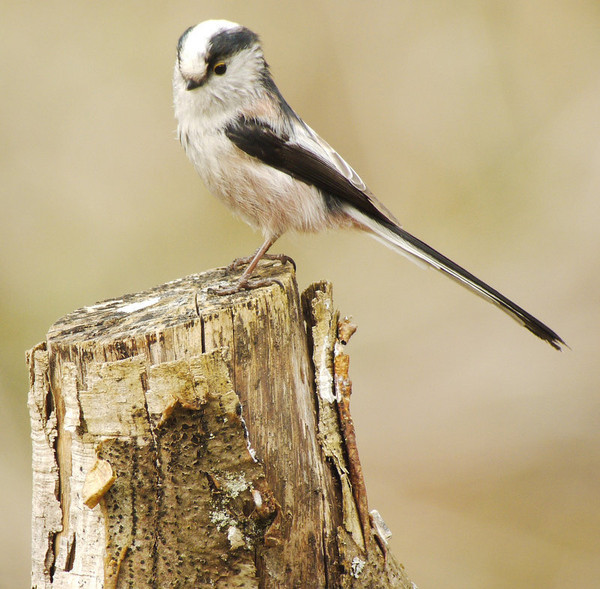 Superbes images d'oiseaux